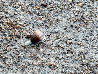 Roman snail (Helix pomatia) crawls leisurely across the ground. High quality photo
