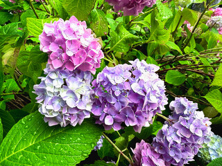 Pastel colored hydrangea blooming in the garden. High quality photo