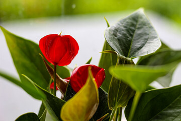 red flower on a green background 