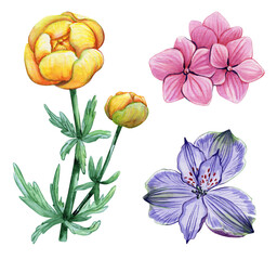 Set of flowering plants. Hand drawn watercolor. Botanical illustration on white background. Flower buds hydrangea, alstroemeria, globeflower. Botany, petals, leaves, natural.