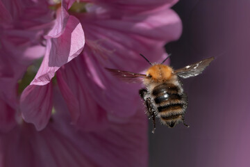 Bumblebee covered in pollen flying near a pink flower – stunning macro capturing pollination and the ecological role of bumblebees.