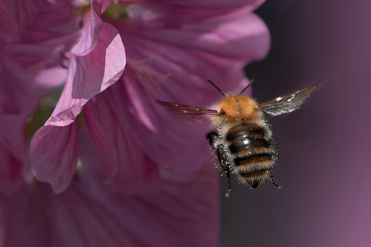 Bumblebee covered in pollen flying near a pink flower &ndash; stunning macro capturing pollination and the ecological role of bumblebees.