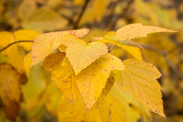 Physocarpus opulifolius in autumn. Seeds of common ninebark. Species of flowering plant in the rose family Rosaceae. Yellow leaves of shrub Physocarpus.