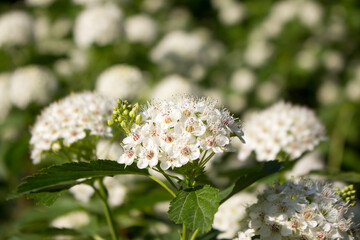 flowering Bubblegum viburnum (Physocarpus opulifolius)