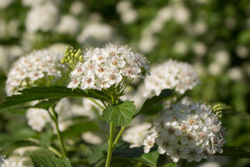 flowering Bubblegum viburnum (Physocarpus opulifolius)