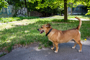 brown dog sticking out tongue, smiling, on a sunny street, profile, close-up,, mix breed, mongrel,...