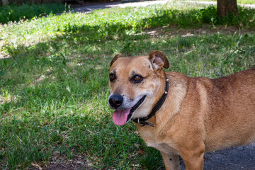 portrait of a brown dog on a sunny street, profile, mix of breeds, mongrel, fighting, with scars,...