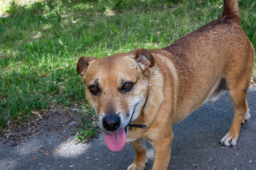 brown dog sticking out tongue, smiling, on a sunny street, profile, close-up,, mix breed, mongrel,...