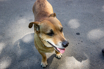 brown dog sticking out tongue, smiling, on a sunny street, profile, close-up,, mix breed, mongrel,...