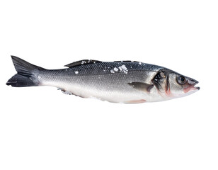 Obraz premium “Raw Seabass Fish on Ice Bed with Sea Salt Crystals, Transparent Background”.