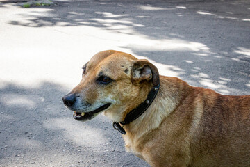 portrait of brown dog on sunny street, profile, mix of breeds, mongrel, fighting, with scars,...