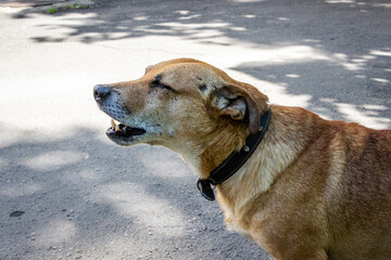 brown dog barks, on sunny street, profile, portrait, mix breed, mongrel, fighting, scarred,...