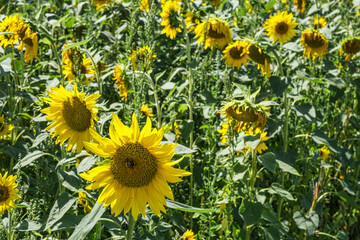 View of a sunflower field with a bumblebee perched on a sunflower