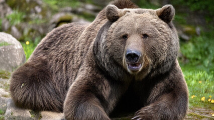 brown bear portrait