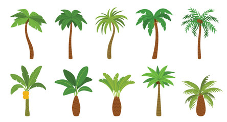 Palm tree. Cartoon tropical coconut palm and banana trees with green leaf and trunks, beach plants. Summer, exotic island, jungle nature vibe for travel, vacation, eco design. Isolated vector set © Ukio.stock