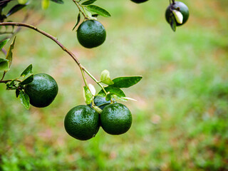 Green Tangerine orange garden with green oranges fruits  on tree branches. Beautiful orange trees...