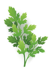 A vibrant sprig of parsley with fresh green leaves on white