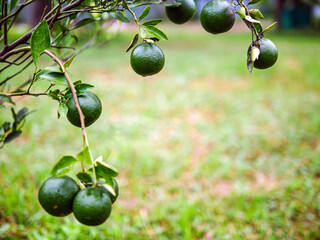 Green Tangerine orange garden with green oranges fruits  on tree branches. Beautiful orange trees...
