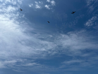 Beautiful cloudy sky and flying swallows.