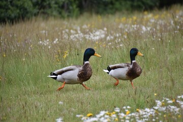 Fototapeta premium A pair of Aylesbury ducks crossing a field