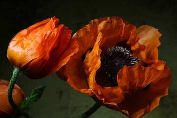 Flower background with large decorative poppies
