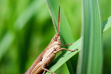 Close-up of Common Field Grasshopper on a green Grass, Brown Grasshopper insect macro