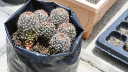 Mammillaria cactus in the pot. Planting the Mammillaria cactus
