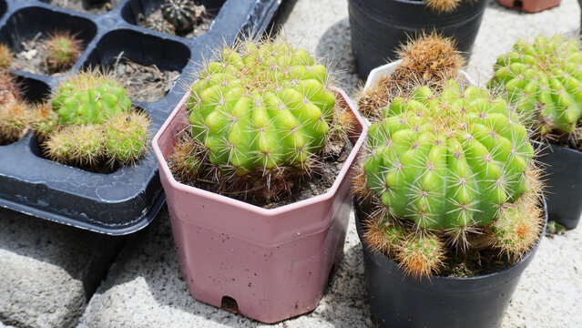 Echinopsis calochlora K.Schum. Cactus in the garden
