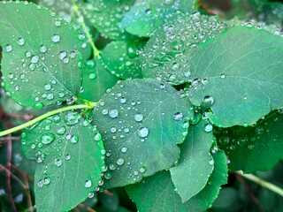Raid drops on leaves. Morning dew on plants, Nature after rain. Natural background