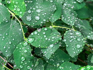 Raid drops on leaves. Morning dew on plants, Nature after rain. Natural background.