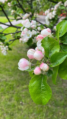 Blooming apple tree in the spring garden. White and pink blossom in bloom. Vertical photography.