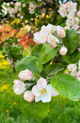 Blooming apple tree in the spring garden. White and pink blossom in bloom. Vertical photography.