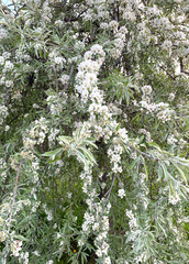 Apple tree with white blossoms. Blooming apple tree in the spring garden. Beautiful blossoms in bloom. Vertical photography.
