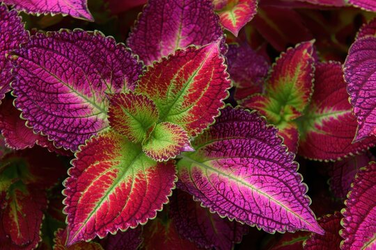 Coleus is a genus of herbs or shrubs either annual or perennial occurring in tropical and subtropical regions of Afro Eurasia