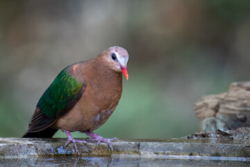 The emerald dove or common emerald dove (Chalcophaps indica), also called Asian emerald dove and grey-capped emerald dove, is seating near water pot. 