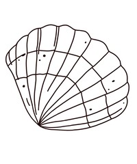 a shell sea on white background