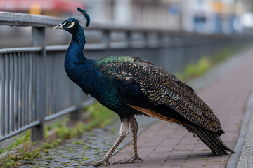 a peacock standing on a sidewalk next to a fence