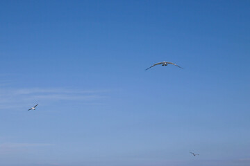 Majestic Birds Gliding Through a Clear Blue Sky Under Sunny Conditions Delightfully Captured in this Beautiful Nature Scene