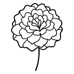 marigold line art vector  on white-background