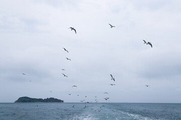 A Serene Seascape with Flying Birds and a Distant Island Surrounded by Calm Waters and a Overcast Sky for Nature and Photography Enthusiasts