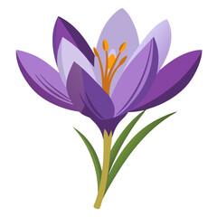 Fototapeta premium meadow saffron flower vector illustration on-white-background