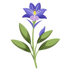  milkwort flower on white background