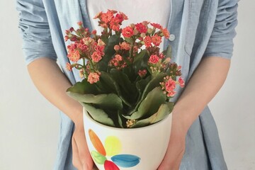 Woman holding flowers. A person holds a small potted kalanchoe. The plant has green leaves and pink - red flowers, in a white pot with colorful petal patterns. Perfect for indoor decor.