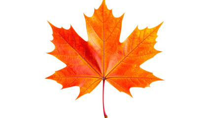 Bright Autumn Maple Leaf in Fiery Orange-Red – Isolated  on transparent  Background

