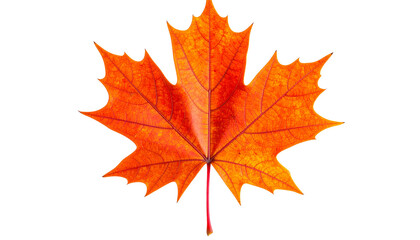 Fototapeta premium Bright Autumn Maple Leaf in Fiery Orange-Red – Isolated on transparent Background