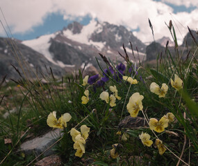 Field of wild yellow flowers, small violets bloom in the highlands against the backdrop of rocky mountains, snow and glaciers. Yen Shan mountain range in Kazakhstan in Almaty city