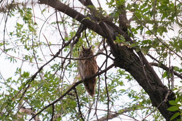 An adult bird Long-eared Owl, Asio otus, perched on the branches of a tree in a grove, forest or park