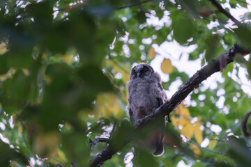 chick bird Long-eared owl, Asio otus, sitting on branches of green tree in summer in grove, forest or park