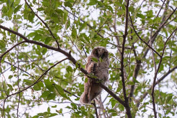 Fluffy Juvenile A juvenile of a long-eared owl, Asio otus, sits on the branches of a green tree in summer in a grove, forest or park