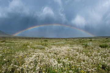 Rainbow after rain over wild mountain edelweiss field with beautiful storm clouds, summer wild nature landscape
